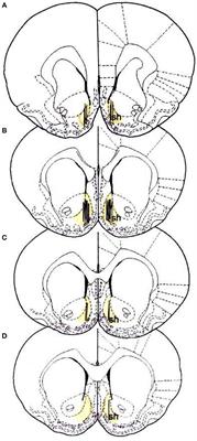 Systemic Administration of Orexin a Loaded Liposomes Potentiates Nucleus Accumbens Shell Dopamine Release by Sucrose Feeding